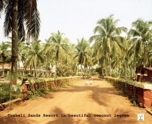 Toshali Sands Coconut trees